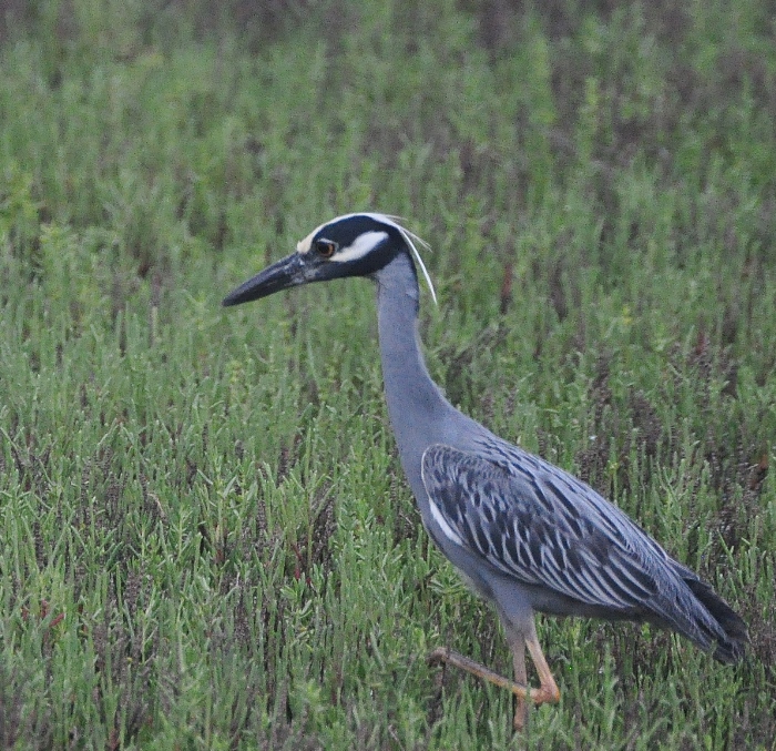 crested night heron searches the wetlands for food